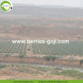 Factory Hot Sale Dried Tibet Goji Berry