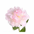 Paeonia Lactiflora Extract Powder for Natural Health