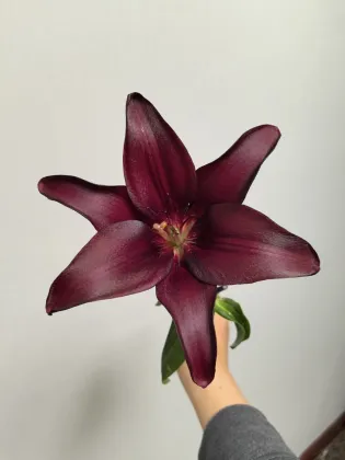 Dark Kingdom Single Lily