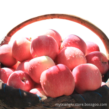 fuji exporter fuji factory china fuji apple price