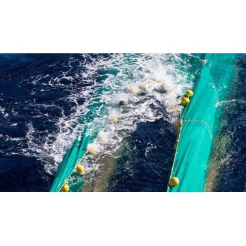 Purse seine -  netting supplier in fishing, sports and agriculture  from China