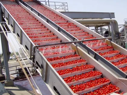 Pure chopped tomato pasta/sauce/ small plant