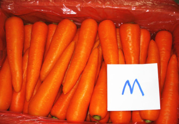 China 2014 Fresh Carrot