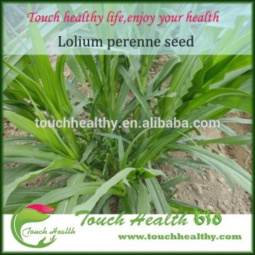 2016 Touchhealthy supply perennial ryegrass seeds forage seeds grass seeds crude protein content in the stems and leaves