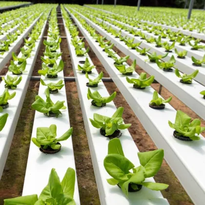 NFT Hydroponics 100X50mm PVC Channel for Greenhouse Growing Systems