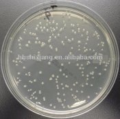 Lactic Acid Bacteria for Aquaculture