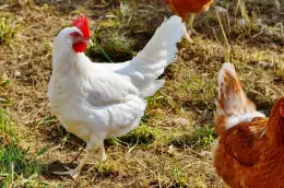 Zeolite in animal husbandry