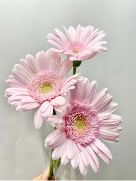 Standard pink Warsaw Gerbera