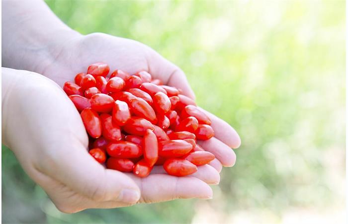 Ningxia Yüksek Kalite hastalık direncini artırmak Goji Berry