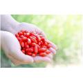 Ningxia High Quality improve disease resistance Goji Berry