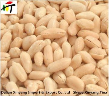 wholesale roasted peanuts/roasted peanuts wholesale/peanuts blanched
