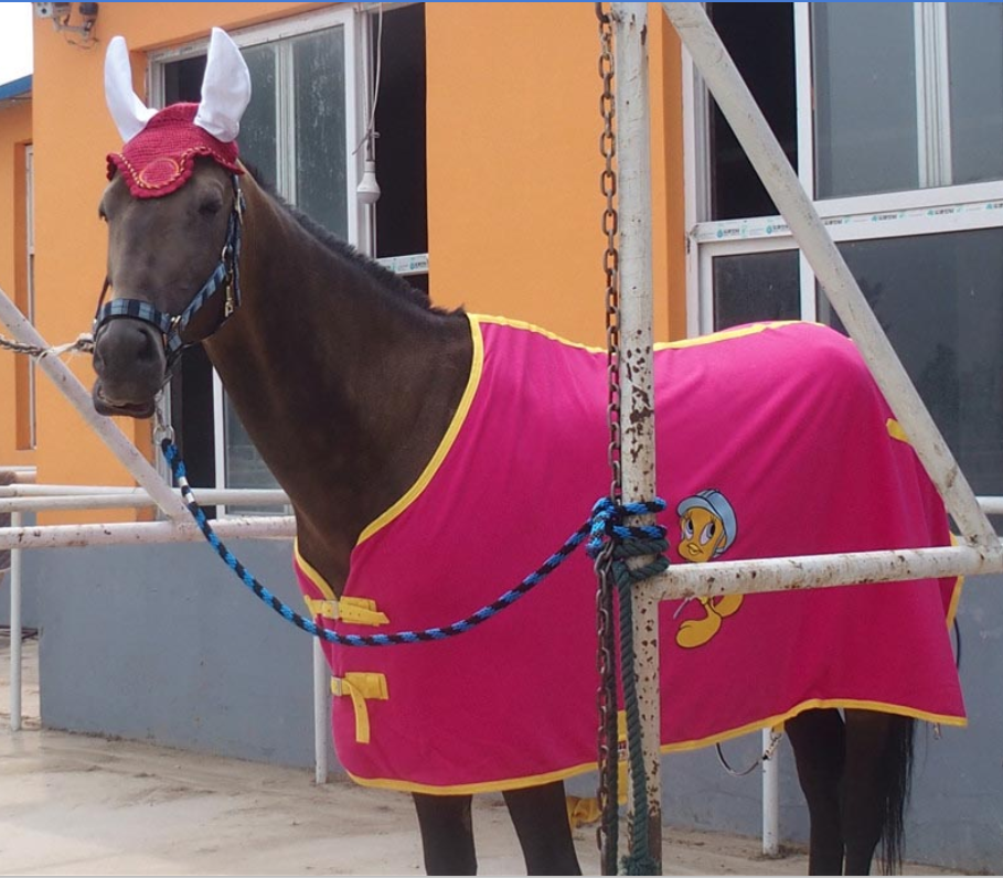 Handmade Beautiful Horse Fly Veil