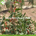 Fabrieks Superfood Gedroogd Rood Goji Bayas