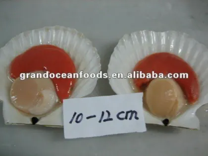 frozen scallops(half shell),IQF