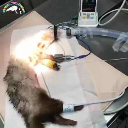 Veterinary Anesthesia Oxygen Mask