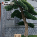 Transitional Background Wall Root Koratoratio