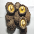 Montras de shiitake secas (4-5 cm, 3-4 cm, 2-3 cm)