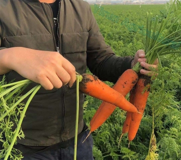 Good Harvest of Fresh Carrot