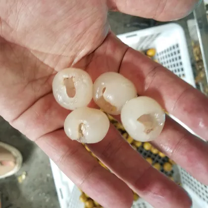 Longan Seeds Pitter Machine | Green Plum Cherry Pitting Equipment