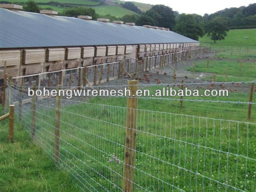 galvanized sheep wire mesh fence enclosing sheep