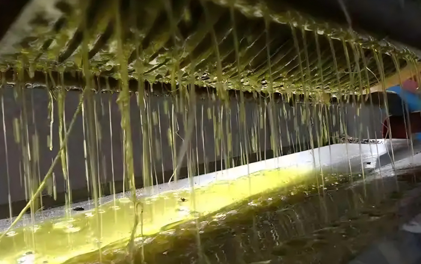 commercial oil press machine price