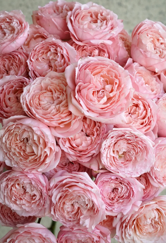 Juliet Multi Headed Roses
