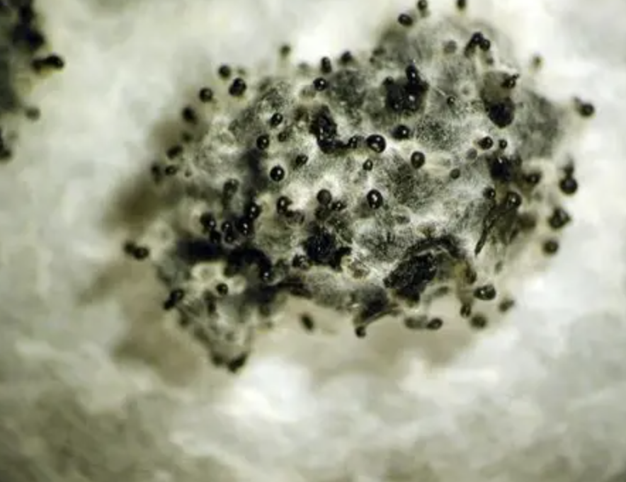 High Purity Coniothyrium Minitans