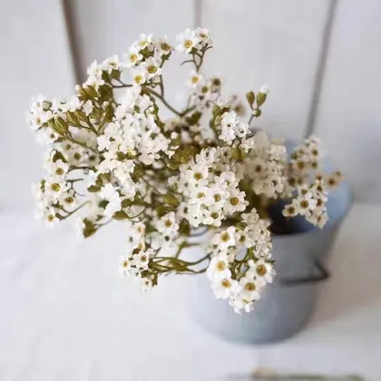 Natural Dried Flowers: White Daisy Flowers for Home Decor