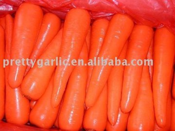2012 crop Chinese Fresh Carrot