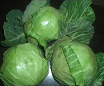 Fresh Cabbage