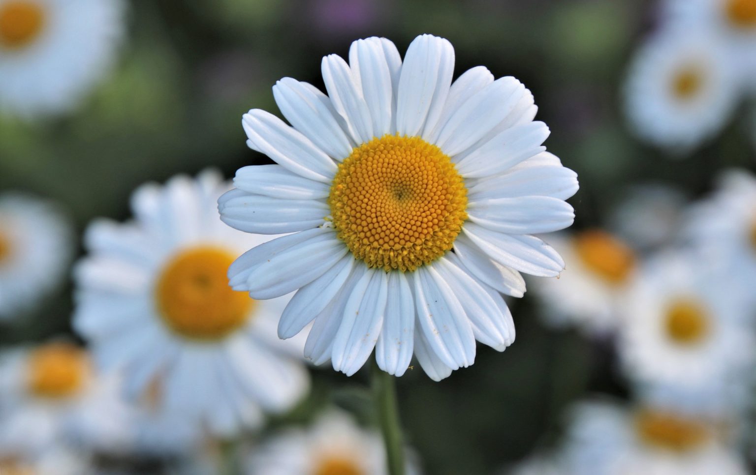 camomille