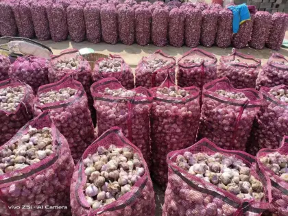 Yunnan province solo garlic