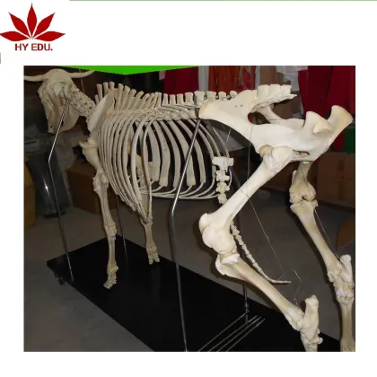High-Quality Biological Model Teaching Aids: Horse Skeleton Model