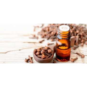 Certified organic natural clove oil for aromatherapy