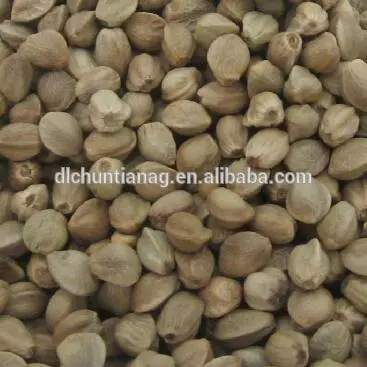 Hemp nut