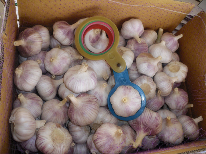 purple skin garlic