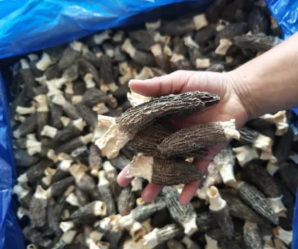Bulk Dried Morel Mushrooms