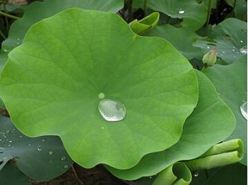 Lotus leaf Extract