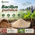 مسحوق بروبيوتيك Bacillus pumilus