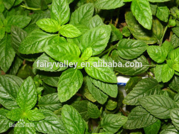 2015 Newest Mentha Piperita Seeds For Growing