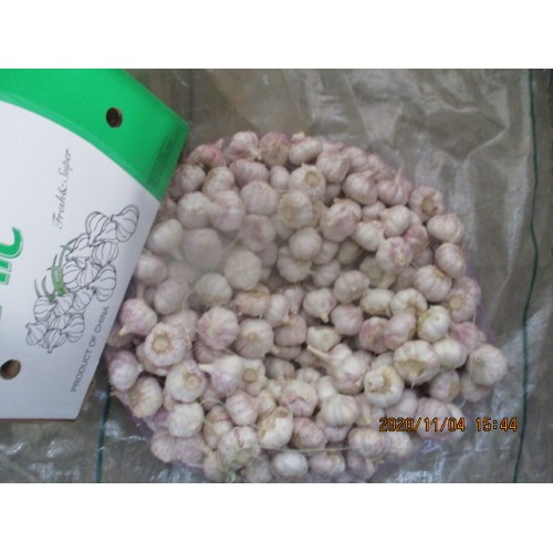 Purchase Normal White Garlic 2020