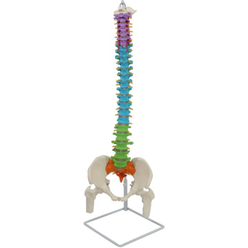 2024 New Life-Size Anatomical Spine, Pelvis, and Femoral Head Models with Spinal Nerves