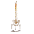 Columna vertebral natural grande con pelvis y hueso de la pierna