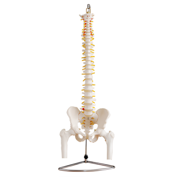 Natural large spine with pelvis and leg bone