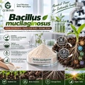 Bacillus mucilaginosus مسحوق بروبيوتيك للأسمدة الحيوية المطلقة للبوتاسيوم