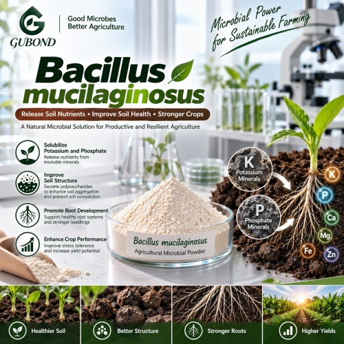 Bacillus mucilaginosus مسحوق بروبيوتيك للأسمدة الحيوية المطلقة للبوتاسيوم