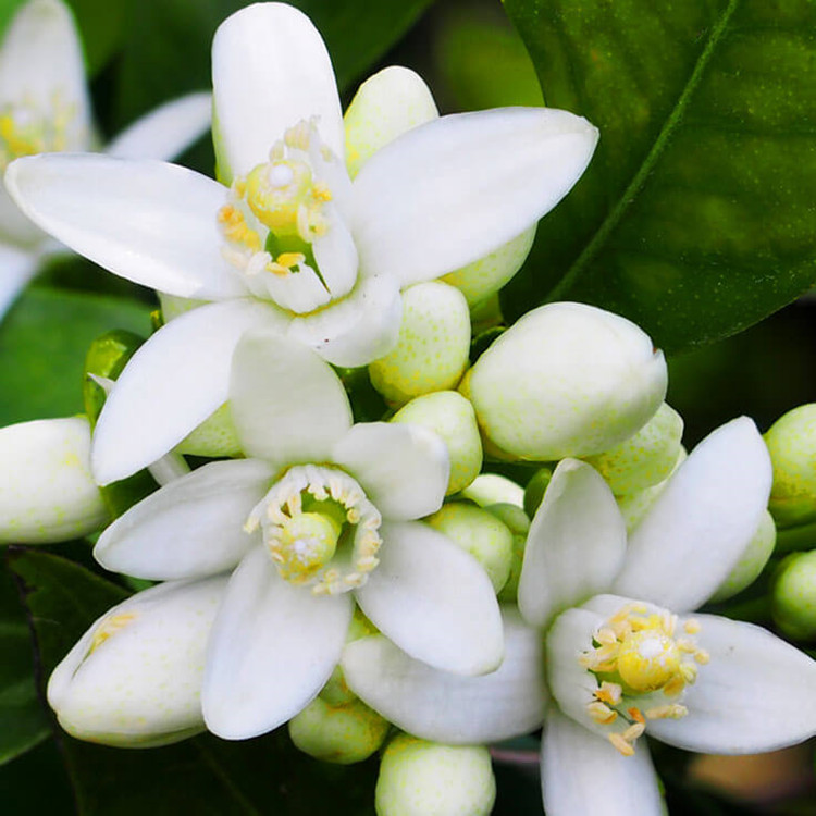 Aceite esencial de neroli OEM