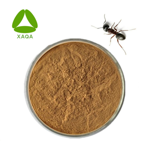 Behandeling Reumatiek Zwart Ant Extract Powder