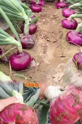 Farm Fresh Ecological Red Onion