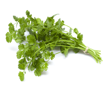 Fresh Cilantro Bunches for Food Service Use